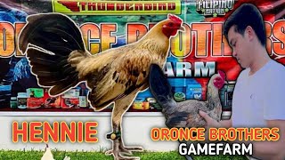 HENNIE  BAKASBAKAS GAMEFARM  ORONCE BROTHERS  QUALITY GAMEFOWL IN THE PHILIPPINES [upl. by Bagley454]