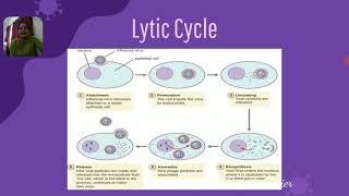 Replication of Virus  Lytic Cycle  Lysogenic Cycle [upl. by Hgiel]