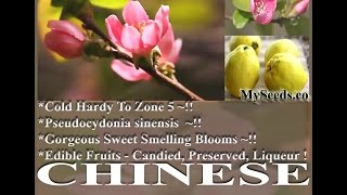 Chinese Quince Fruit Chaenomeles sinensis  Mugua Mogwa Karin Seeds on wwwMySeedsCo [upl. by Jandy420]