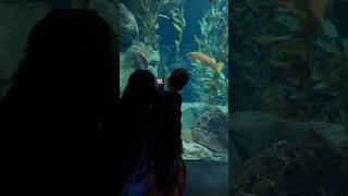 Have you ever been to the Ripleys Aquarium Of Canada  If not would you like to go  aquarium [upl. by Andert310]