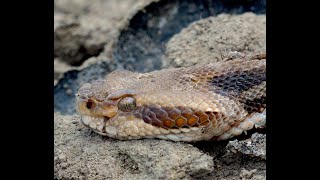 Herping 2024 finding timber rattlesnakes [upl. by Mcgee934]