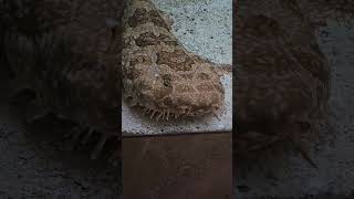 Beautiful Wobbegong Shark conservation nature socool [upl. by Tri]