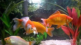 8 inch Common Goldfish 55 Gallon Tank [upl. by Ytteb]