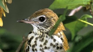 Wood Thrush Song [upl. by Sharlene]