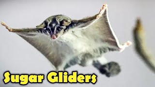 Sugar Glider as Pet  Sugar Glider Facts [upl. by Aernda54]