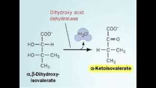 Biosynthesis of valine [upl. by Humble910]