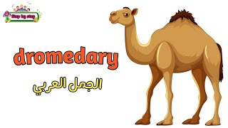 نطق كلمة Dromedary الجمل العربي 🗣️ How to pronounce dromedary 🗣️ إزايتنطقهاصح 🗣️✔️ [upl. by Jala]