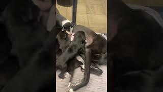 Lurcher puppy’s [upl. by Nanon]