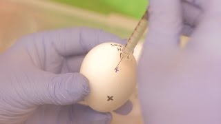 How we grow flu inside an egg [upl. by Assirek140]