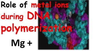 DNA polymerization by DNA polymerase 1 [upl. by Anitan728]