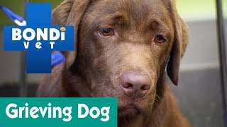 How To Help A Grieving Dog  Ask Bondi Vet [upl. by Eudo]