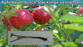 Apfelbaum aus Stecklingen selber ziehen  Apfelbaum aus Ast  durch Zweig vermehren – Anleitung [upl. by Nishom]