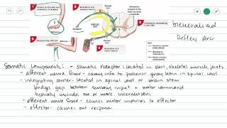 Introduction to Reflexes [upl. by Beaudoin]