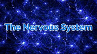 GCSE Biology  The Human Nervous System [upl. by Matronna]