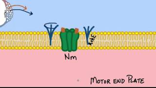 A basic explanation on how anticholinesterases reverse neuromuscular blockade [upl. by Gaston]