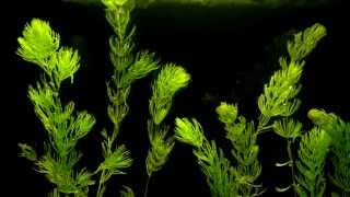 Coontail Ceratophyllum demersum Aquatic Plant Growth Time Lapse  Hornwort [upl. by Edgerton]