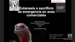 Eutanasia o sacrificio de emergencia en aves comerciales [upl. by Htaeh]