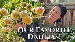 Ultimate Guide to Dahlia Types Find Your Perfect Bloom  Turbow Farms [upl. by Mufi]