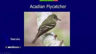 MiniTutorial Birding By Ear Empidonax Flycatchers [upl. by Airetahs]