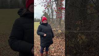 Taste Testing Wild Highbush Cranberries tastetest foraging homesteading countryliving [upl. by Meid577]