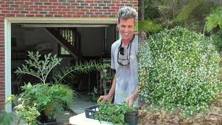 Gardening Unplugged  25 easy to grow and easy to maintain perennials with Aaron Selby [upl. by Mou]