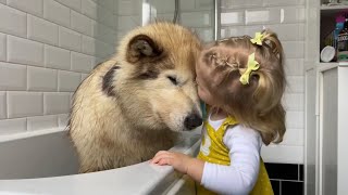 Adorable Baby Girl Convinces Giant Sulking Dog To Take A BATH Cutest EVER [upl. by Akined683]