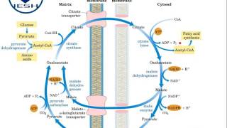 Biosíntesis de ácidos grasos Lipogénesis [upl. by Nace772]