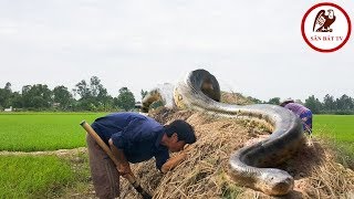 Đào hang bắt rắn Rắn hổ mang gây bão ở Bình Xuân Săn Bắt TV [upl. by Schifra]