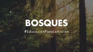 Deforestación  ¿Por qué se talan los bosques  Educación Ambiental Digital [upl. by Bartolome]