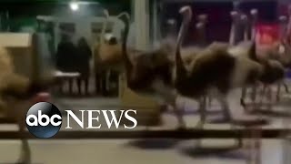 Dozens of ostriches run wild through streets of Chinese city l ABC News [upl. by Duky477]