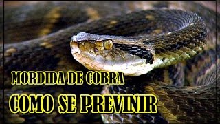 PERNEIRA DE COURO  CONTRA PICADA  MORDIDA  DE COBRAS PEÇONHENTAS [upl. by Monafo]