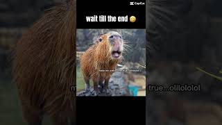 christmas capcut template capybara capcuttemplate capcut [upl. by Brogle]