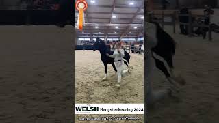 Impressie Welsh Hengstenkeuring 2024  chk2024 welshhengstenkeuring welshpony [upl. by Derrick]