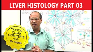 Hepatocytes  Liver Histology  Part 37 [upl. by Asaert]