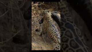 Leopard vs crocodile fight 🤯leopard crocodile animals [upl. by Kizzie]