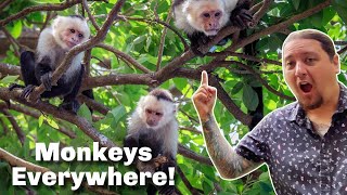 Best Airbnb House Ever  Costa Rica  Monkeys on the Roof [upl. by Rozele]