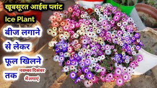 आइस फ्लावर सीड टू फ्लोवेरिंग तक  Ice Flower Plant from Seeds To Flowering update  ice plant care [upl. by Nalani]