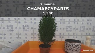 2 bonsai de Chamaecyparis ellwoodii ciprés de Lawson [upl. by Rizzi]