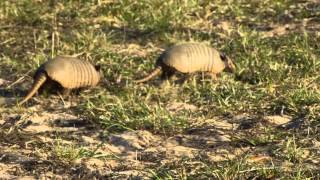 Mating frenzy of SixBanded Armadillos 3 [upl. by Feliza374]