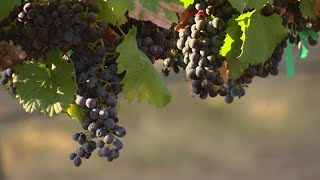 Texas winemakers producing quality wines despite extreme summer heat [upl. by Aratihc]