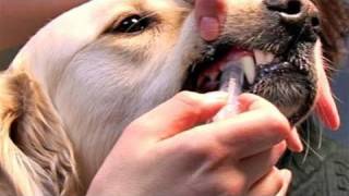 How To Learn Giving Dog Medications [upl. by Salsbury982]