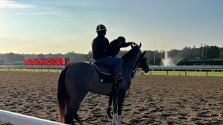 Star athlete mode for a horse Belmont winner Arcangelo and trainer Jena Antonucci ahead of Travers [upl. by Nahn201]