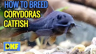 How to breed Corydoras Catfish [upl. by Segroeg728]