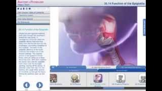 Function of the Epiglottis [upl. by Eicrad]