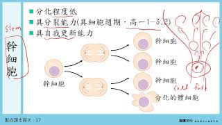 108選生I 13細胞的生命歷程 1細胞分化 [upl. by Eelymmij]