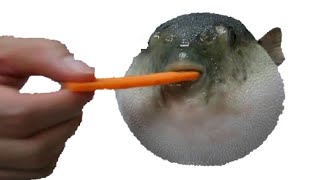 Pufferfish Blowfish eating a carrot and making moaning sounds [upl. by Adnirod]