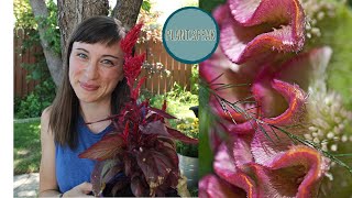 Celosia  how to growtypesfasciationtips and tricksedible ornamental [upl. by Merfe]