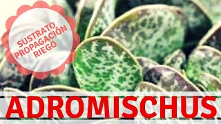 Adromischus sustrato propagación y cultivo  La suculenta quotEmpanaditaquot [upl. by Boarer]