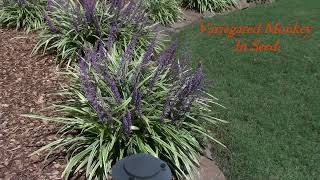 MONKEY GRASS awesome Fall Plant with Purple flowers [upl. by Harman]