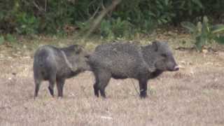 Collared Peccary [upl. by Mandell]